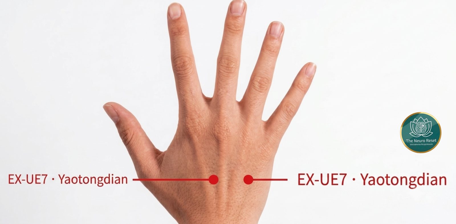 Yaotongdian (EX-UE7) pressure points: the back of an open hand with two red dots midway between wrist and knuckles, in the grooves between the bones.