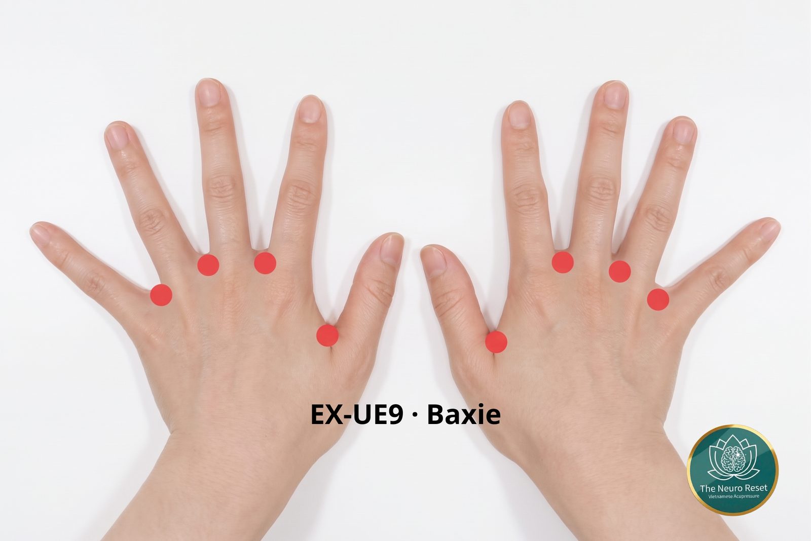 Baxie (EX-UE9) pressure points: both hands, backs up and fingers spread, with a red dot in each of the four finger webs on each hand.