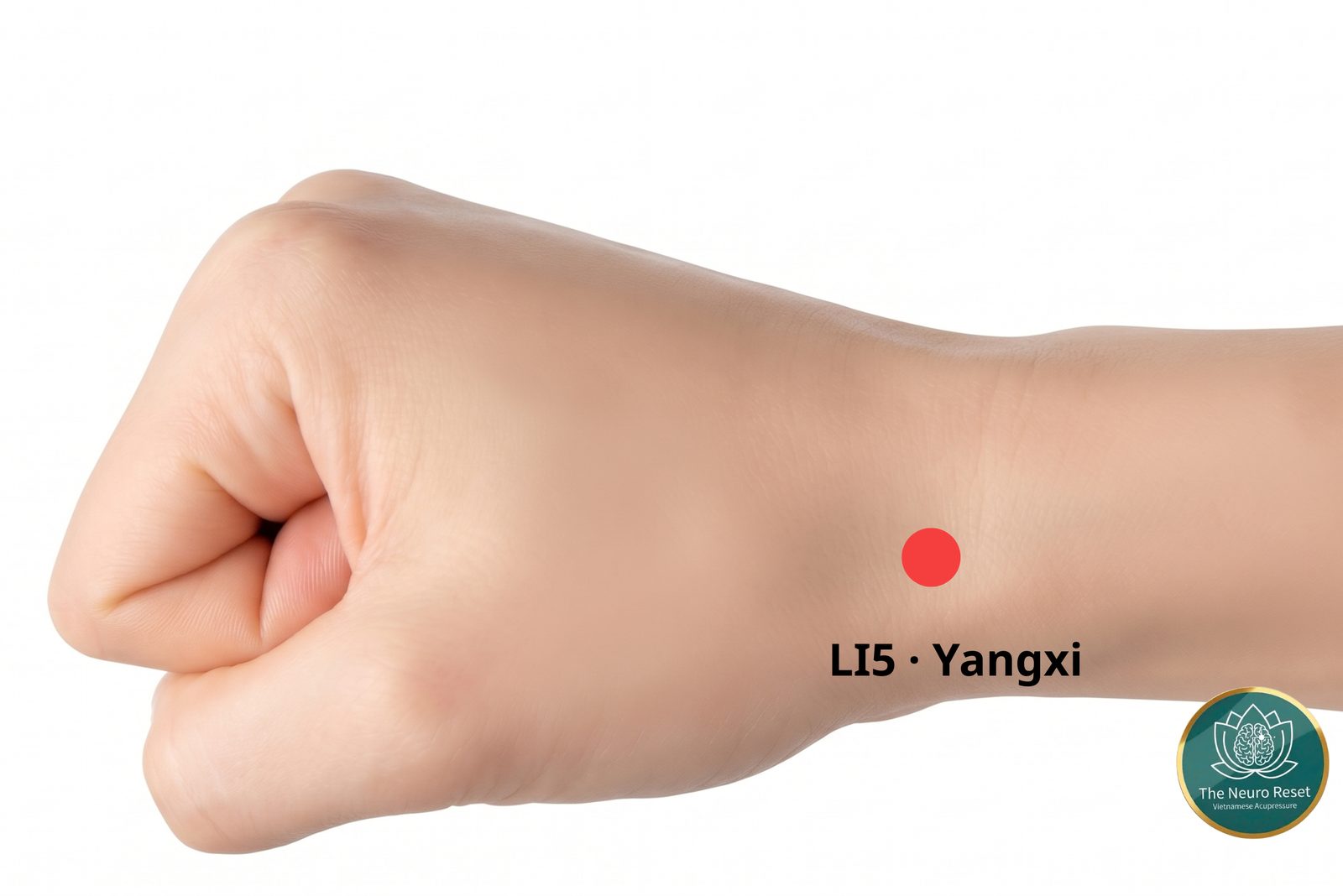 Yangxi (LI5) pressure point: closed fist seen from the thumb side, red dot in the hollow at the base of the thumb.