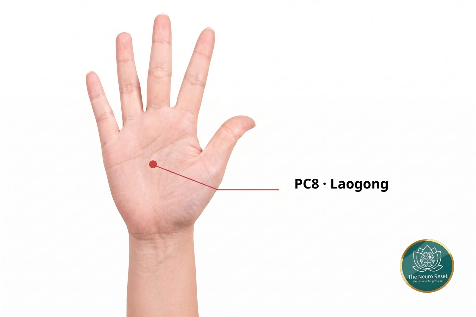 Laogong (PC8) pressure point: open palm facing the camera, red dot in the centre of the palm, a little toward the thumb side.