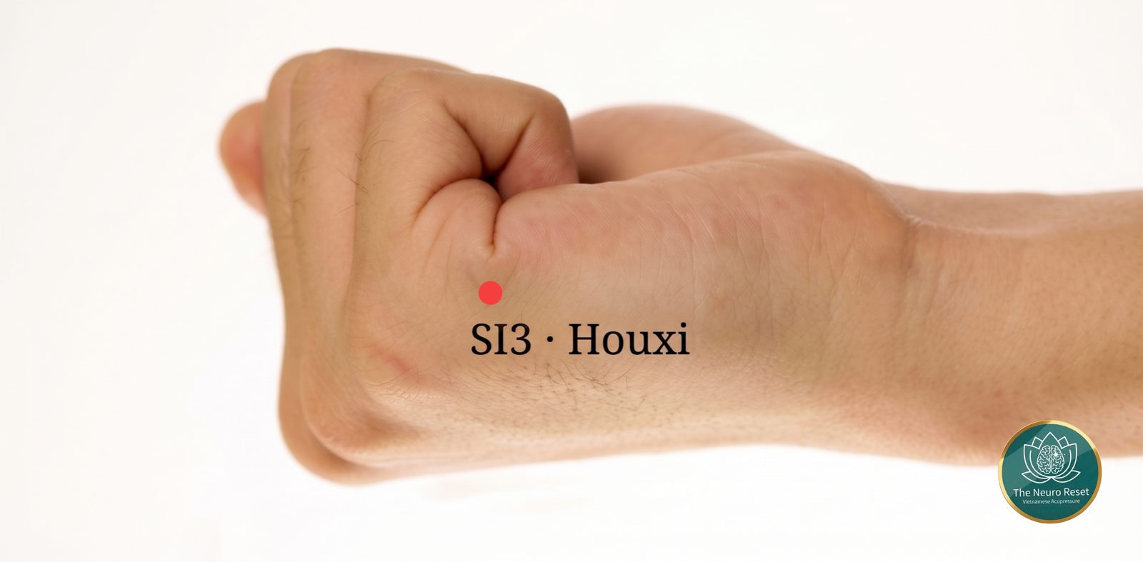 Houxi (SI3) pressure point: loosely closed fist seen from the little-finger side, red dot where the palm crease ends.