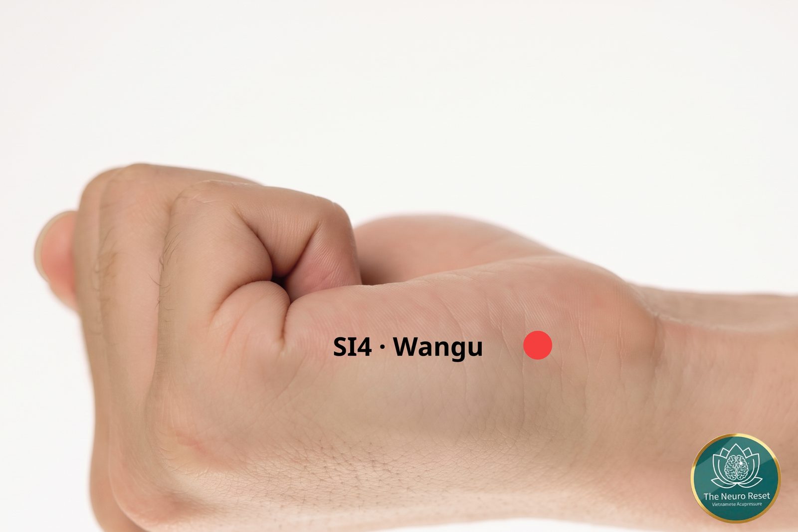 Wangu (SI4) pressure point: closed fist seen from the little-finger side, red dot on the outer edge of the hand near the wrist.