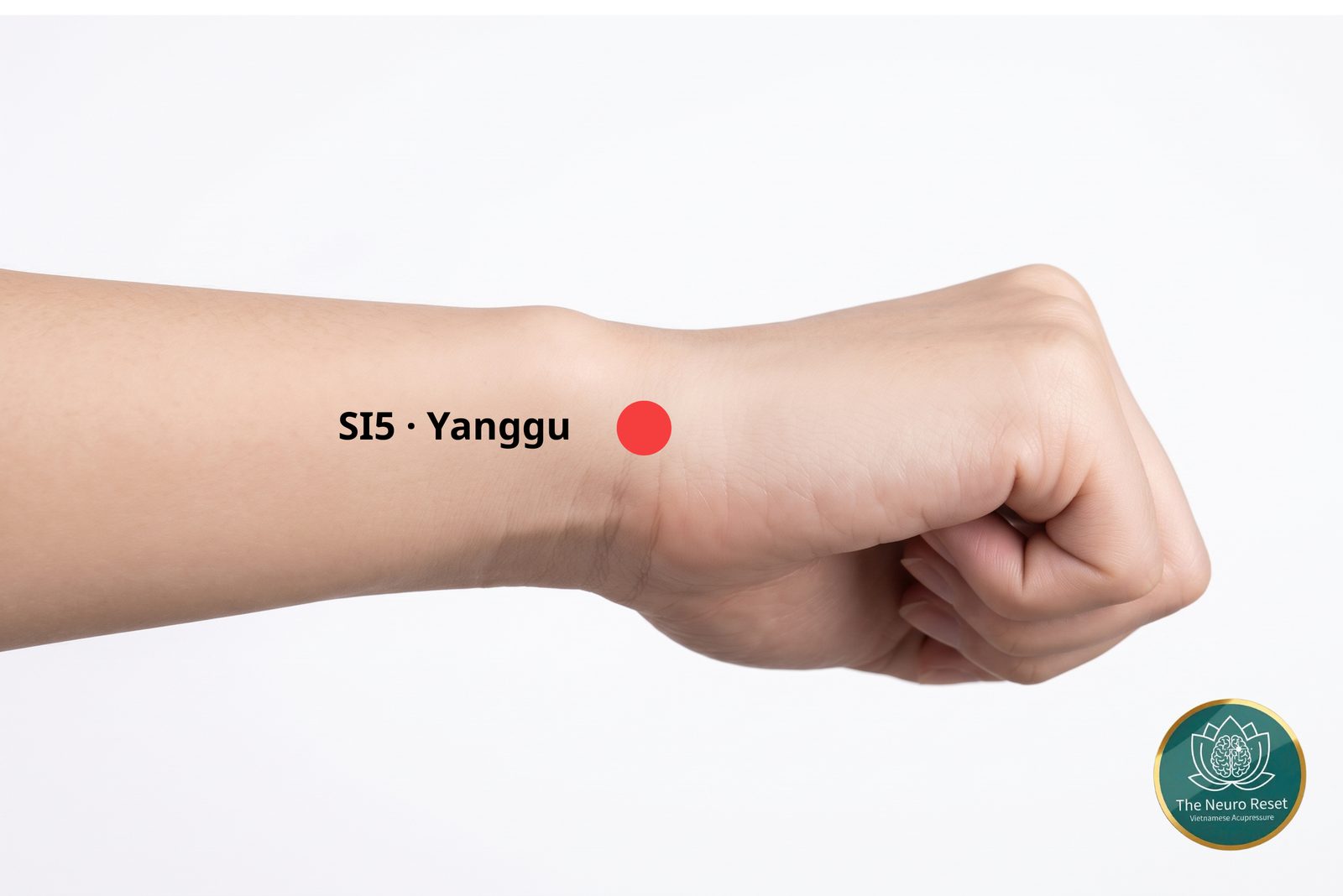 Yanggu (SI5) pressure point: forearm and closed fist seen from the little-finger side, red dot on the outer edge of the wrist.