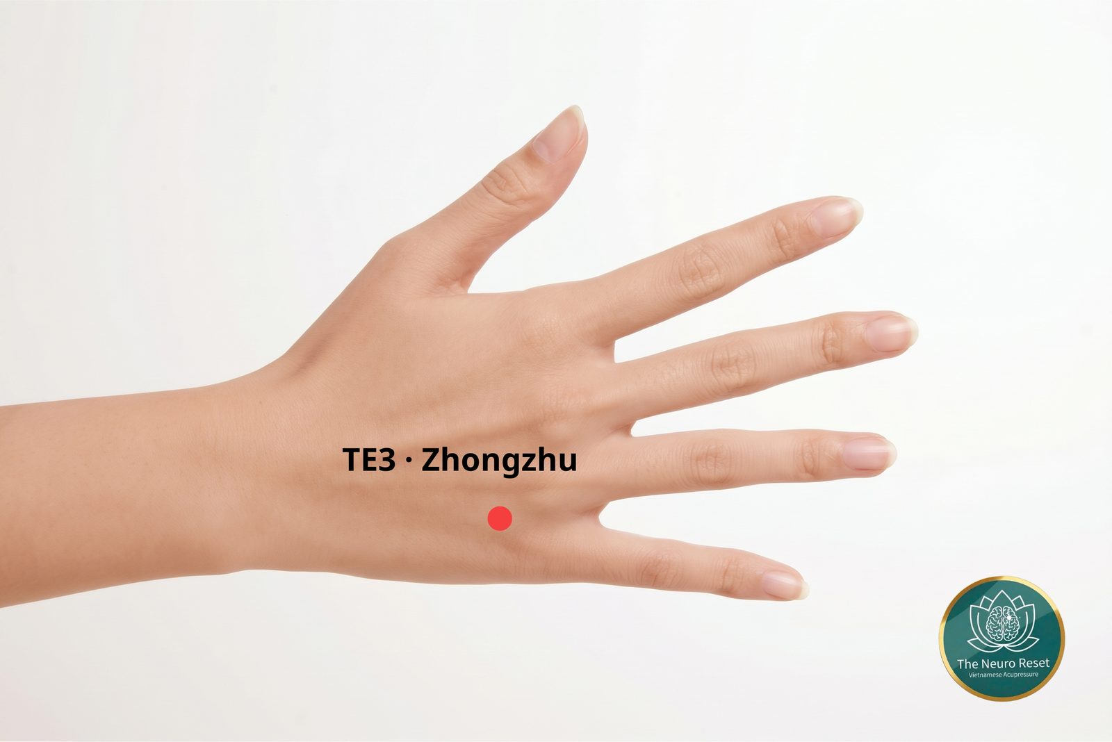 Zhongzhu (TE3) pressure point: back of an open hand, red dot behind the knuckles in the groove between the ring and little finger bones.