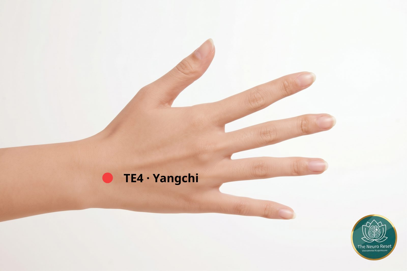Yangchi (TE4) pressure point: back of an open hand, red dot on the back of the wrist crease, toward the little-finger side.